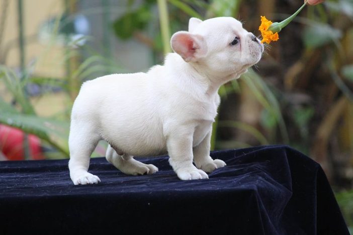 French Bulldog For Sale In Patna