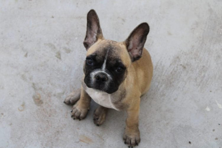 French Bulldog For Sale In Hyderabad