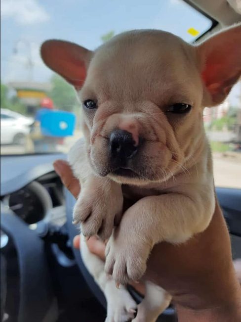 French Bulldog For Sale In Hyderabad