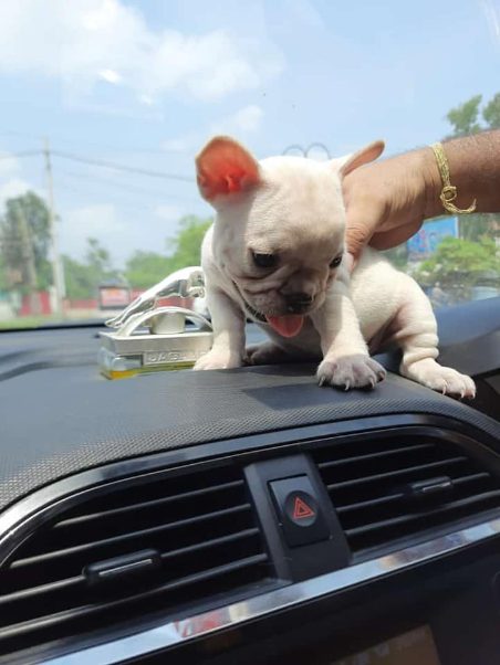 French Bulldog For Sale In Hyderabad