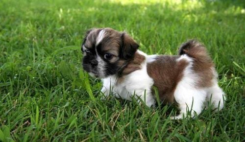 Shih Tzu For Sale In Guwahati