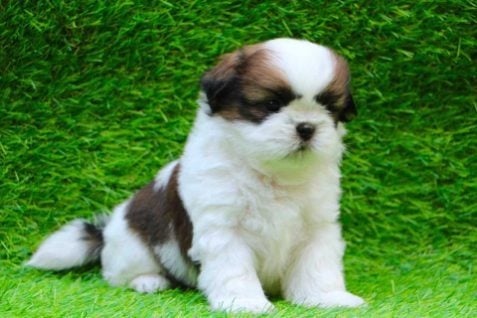 Shih Tzu For Sale In Guwahati