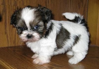 Shih Tzu For Sale In Guwahati