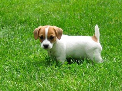 Jack Russell Terrier For Sale In Hyderabad