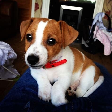 Jack Russell Terrier For Sale In Hyderabad