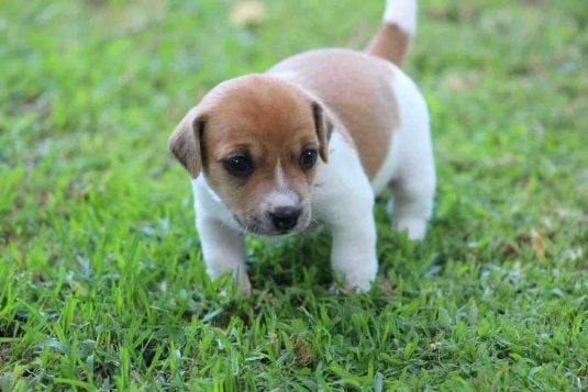 Jack Russell Terrier For Sale In Hyderabad