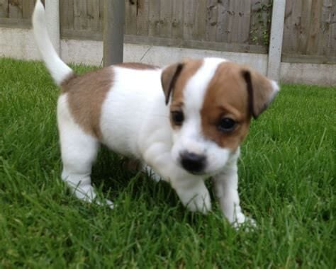Jack Russell Terrier For Sale In Hyderabad