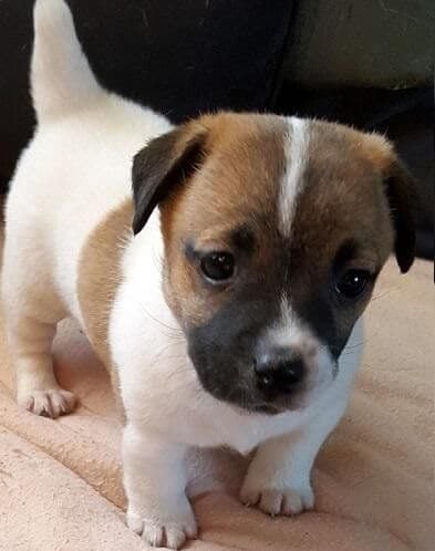 Jack Russell Terrier For Sale In Chennai