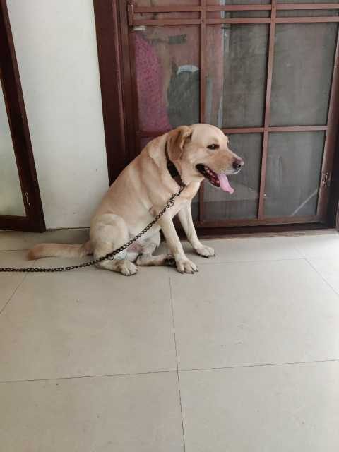 Labrador Retriever Dogs For Mating In Kollam