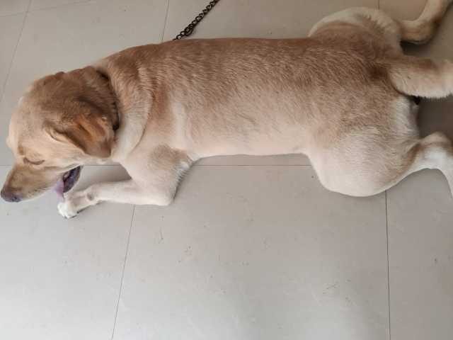 Labrador Retriever Dogs For Mating In Kollam