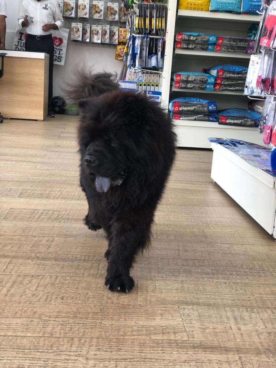 Chow Chow Dogs For Mating In Bangalore