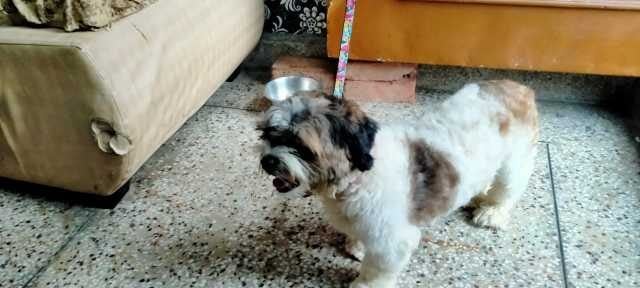 Shih Tzu Dogs For Mating In Chennai