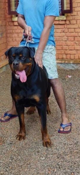 Rottweiler Dogs For Mating In Mandi HP