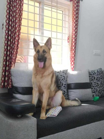 German Shepherd Dogs For Mating In Madurai