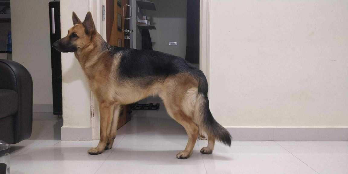 German Shepherd Dogs For Mating In Madurai