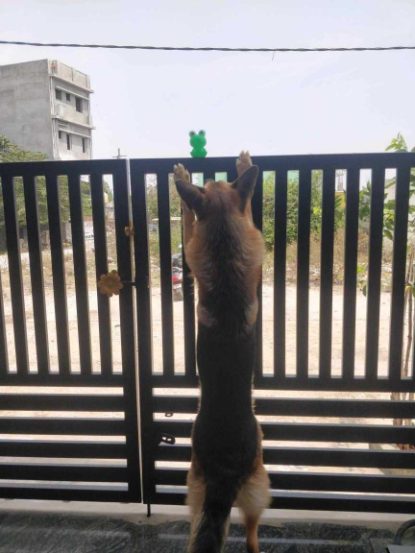 German Shepherd Dogs For Mating In Madurai