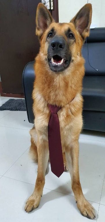 German Shepherd Dogs For Mating In Madurai