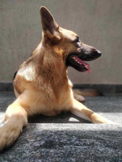 German Shepherd Dogs For Mating In Madurai