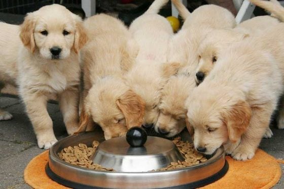 Golden Retriever For Sale In Meerut