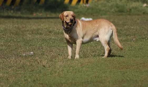 Labrador Retriever Dogs For Mating In Mumbai