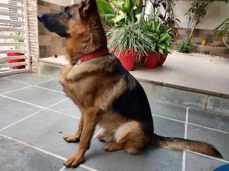 German Shepherd Dogs For Mating In Sikar