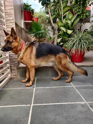 German Shepherd Dogs For Mating In Sikar