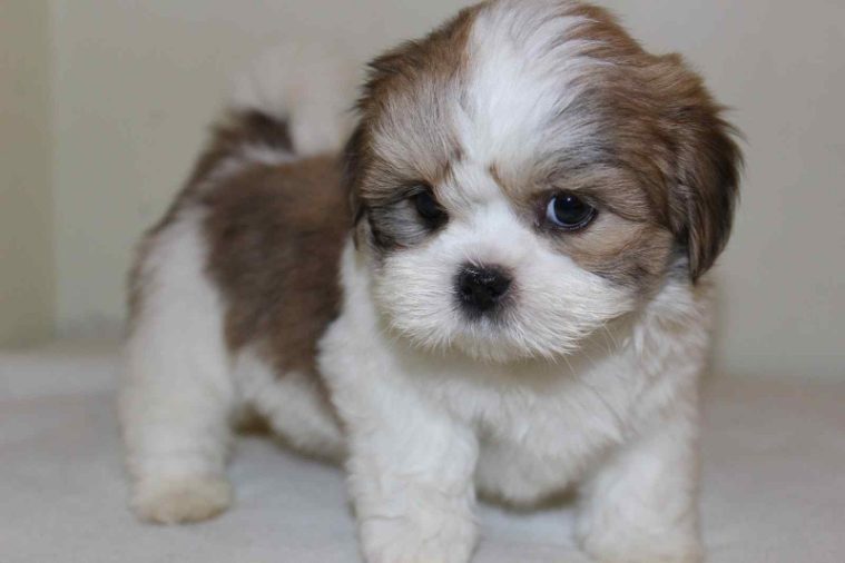 Lhasa Apso For Sale In Hyderabad