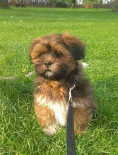 Lhasa Apso For Sale In Hyderabad