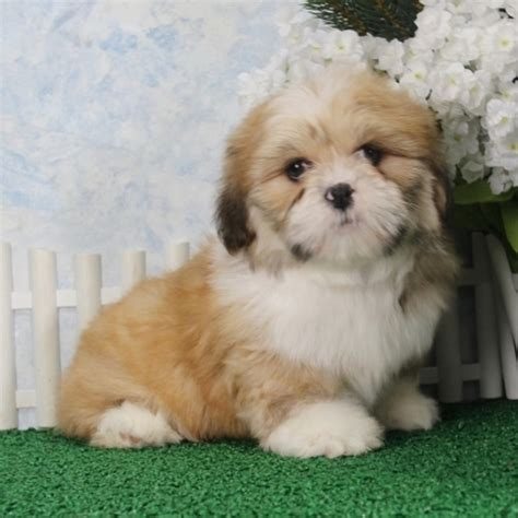 Lhasa Apso For Sale In Hyderabad