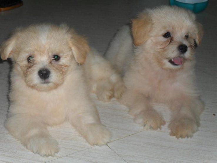 Lhasa Apso For Sale In Hyderabad