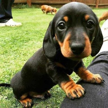 Dachshund For Sale In Hyderabad