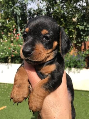 Dachshund For Sale In Hyderabad