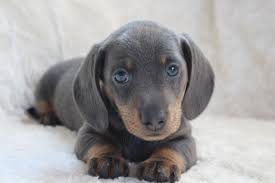 Dachshund For Sale In Pune