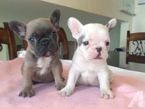 French Bulldog For Sale In Hyderabad