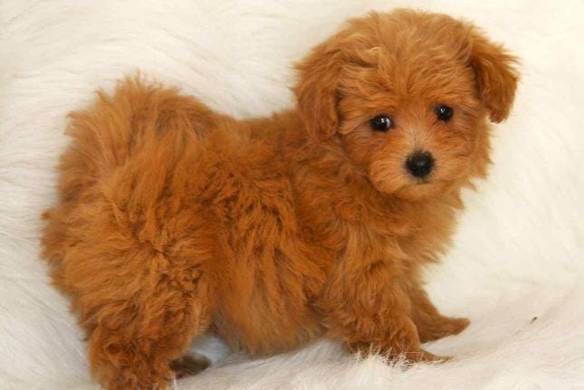 Maltipoo For Sale In Hyderabad
