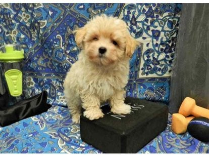 Maltipoo For Sale In Hyderabad
