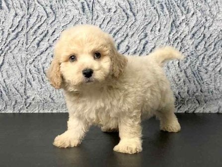 Maltipoo For Sale In Hyderabad