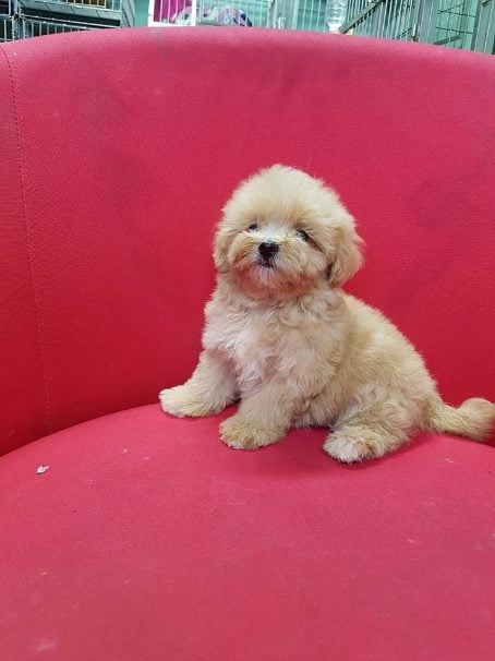 Maltipoo For Sale In Hyderabad