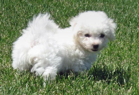 Bichon Frise For Sale In Kottayam