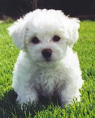 Bichon Frise For Sale In Kottayam