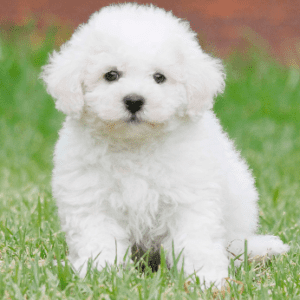 Bichon Frise For Sale In Ahmedabad