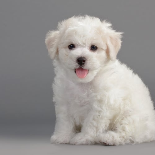 Bichon Frise For Sale In Ahmedabad