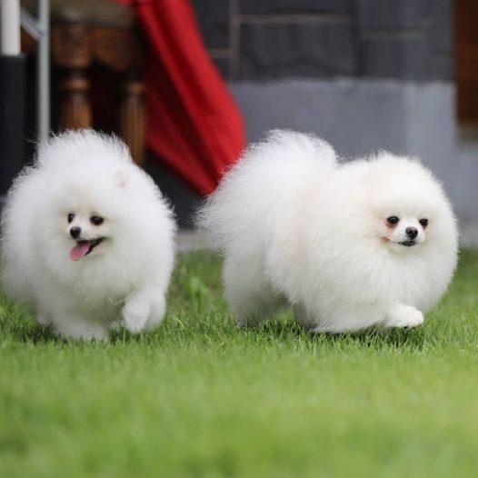 Toy Pomeranian For Sale In Allahabad