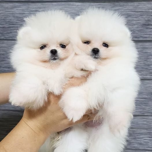 Toy Pomeranian For Sale In Allahabad