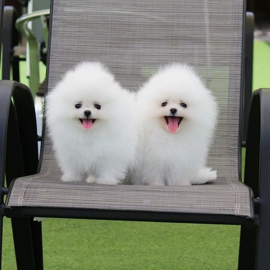 Toy Pomeranian For Sale In Allahabad