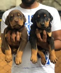 Doberman For Sale In Hyderabad