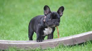 French Bulldog For Sale In Hyderabad