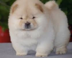 Chow Chow For Sale In Pune