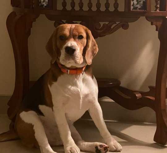 Beagle Dogs For Mating In Kochi