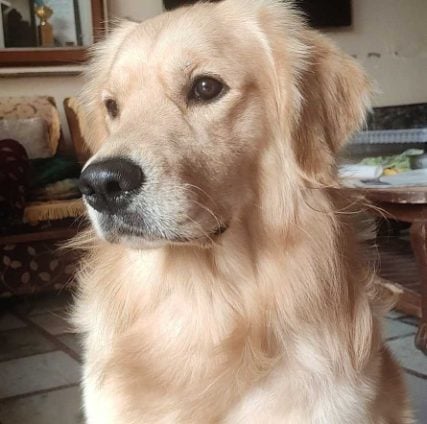 Golden Retriever Dogs For Mating In Mandi HP